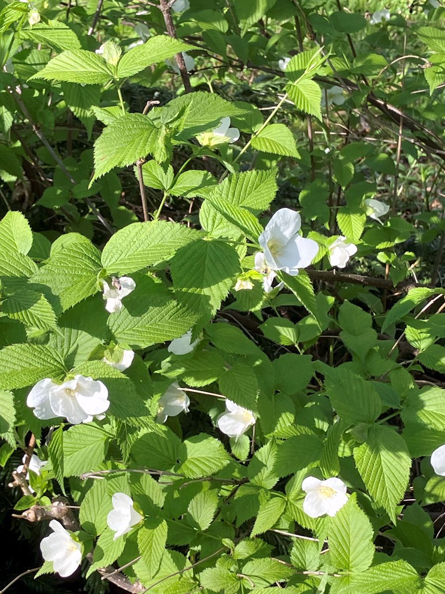 Scheinkerrie Scheinkerrie