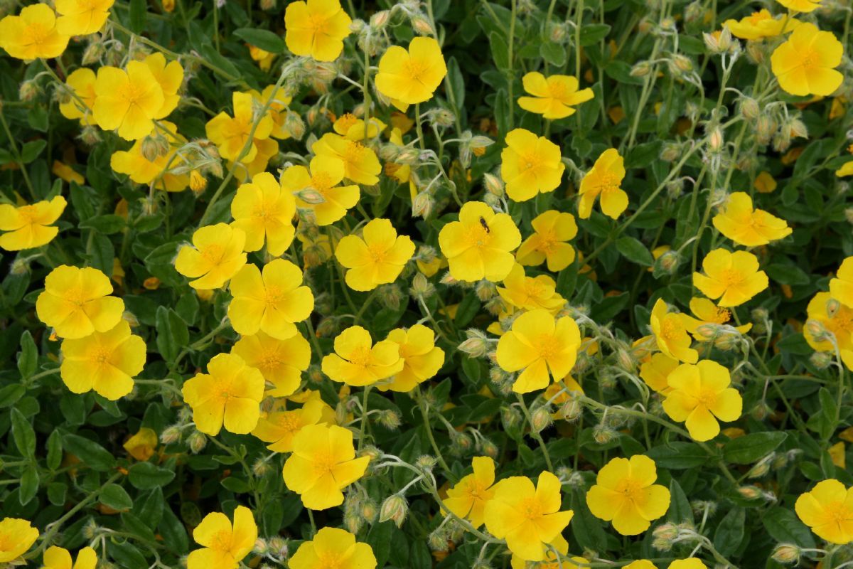 Sonnenröschen Sterntaler