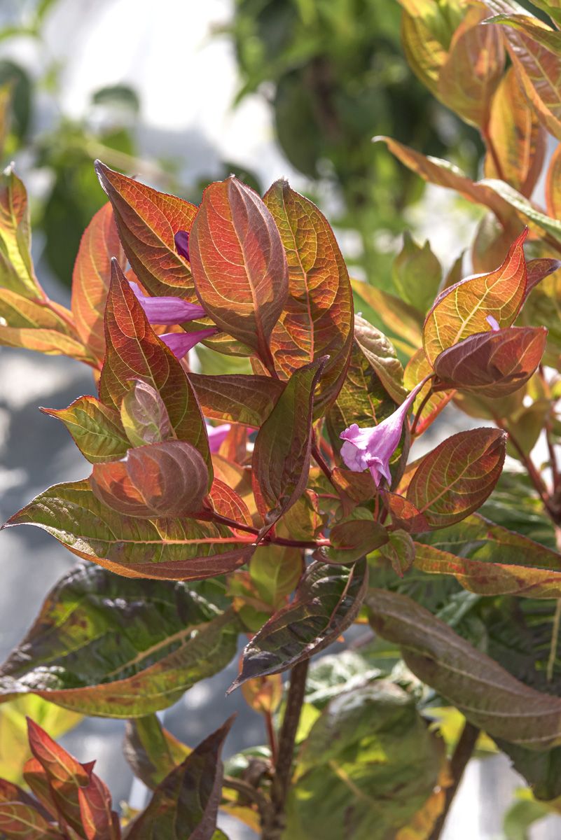 Weigela Wings of Fire®