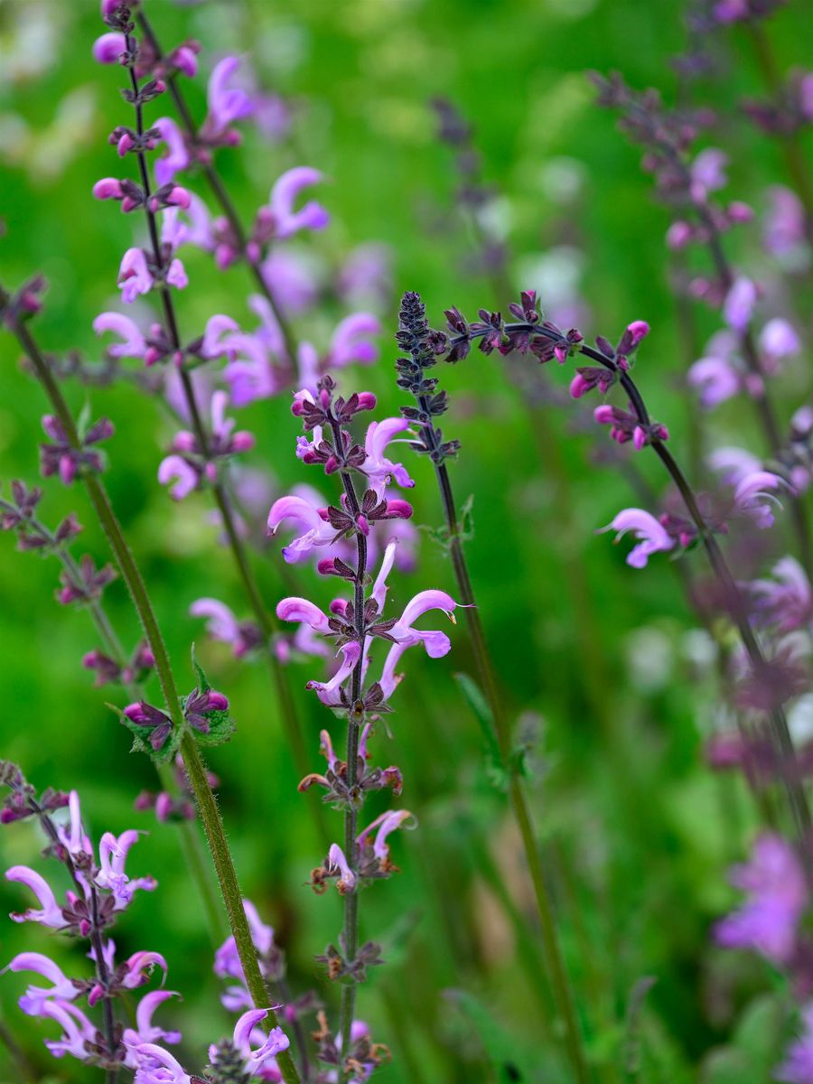 Wiesensalbei Rose Rhapsody Wiesensalbei Rose Rhapsody