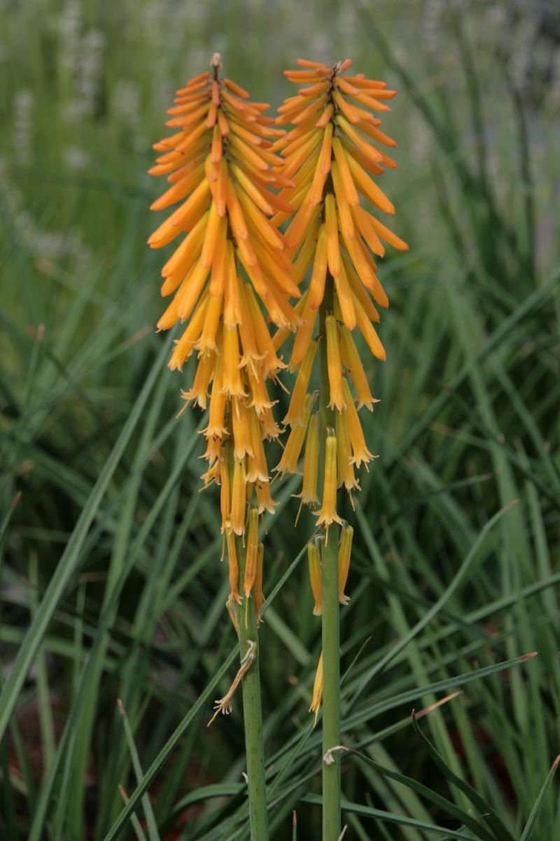 Fackellilie Mango Popsicle Fackellilie Mango Popsicle