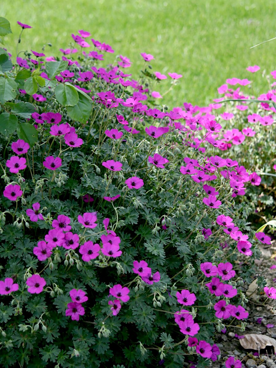 Storchschnabel Splendens