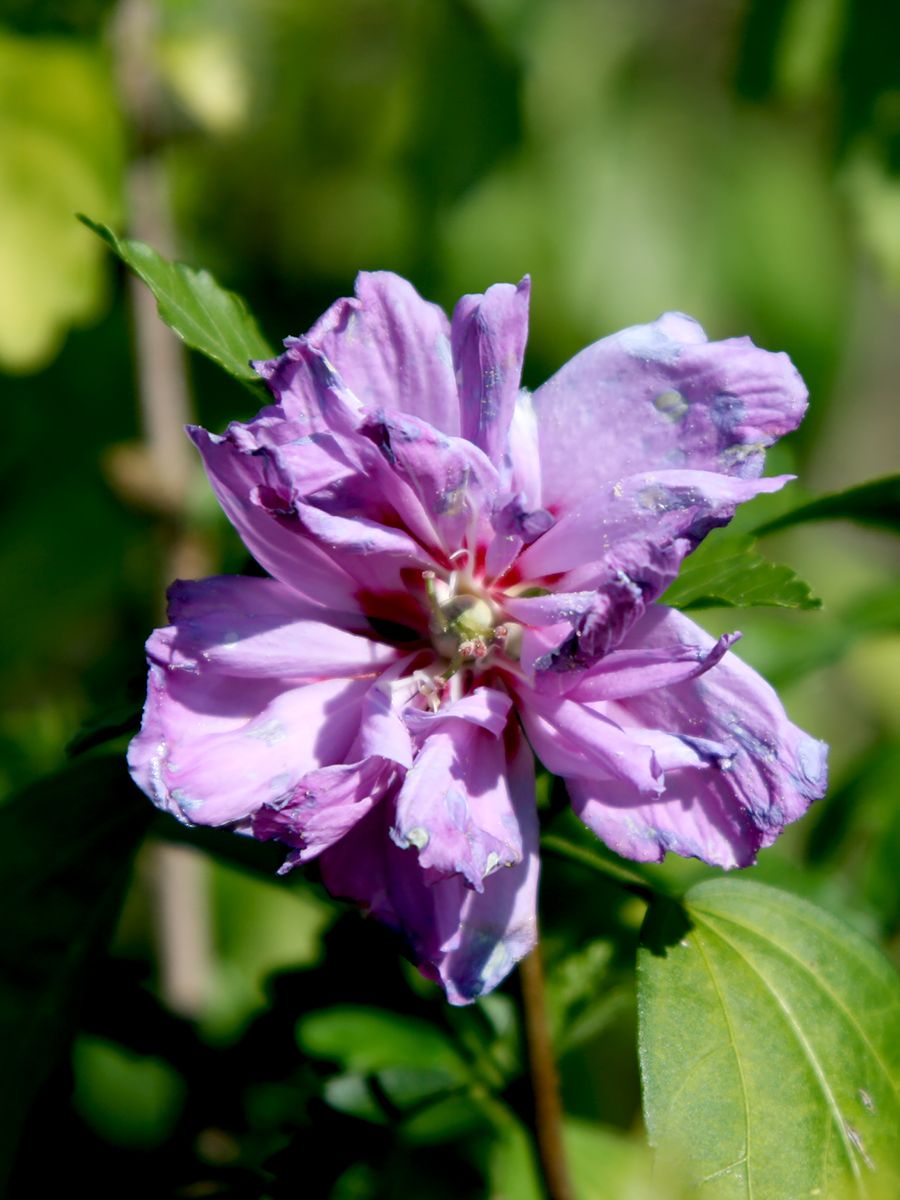 Hibiskus Ardens Hibiskus Ardens
