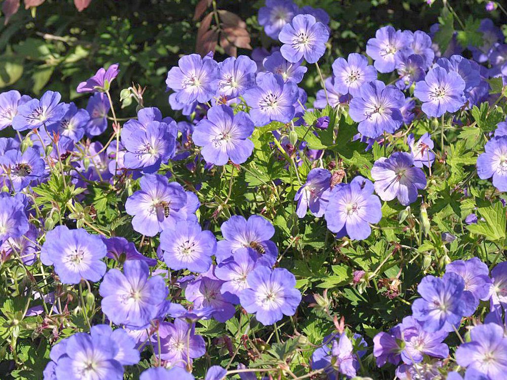 Storchschnabel Rozanne® Storchschnabel Rozanne®
