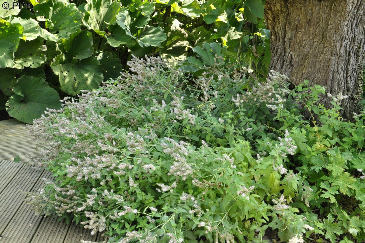 Silberminze Buddleia