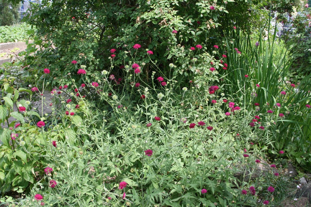 Witwenblume