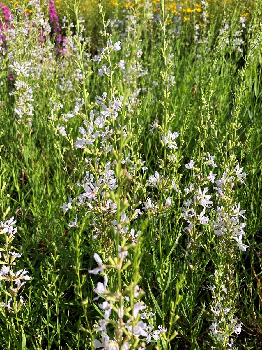 Weisser Blutweiderich White Swirl