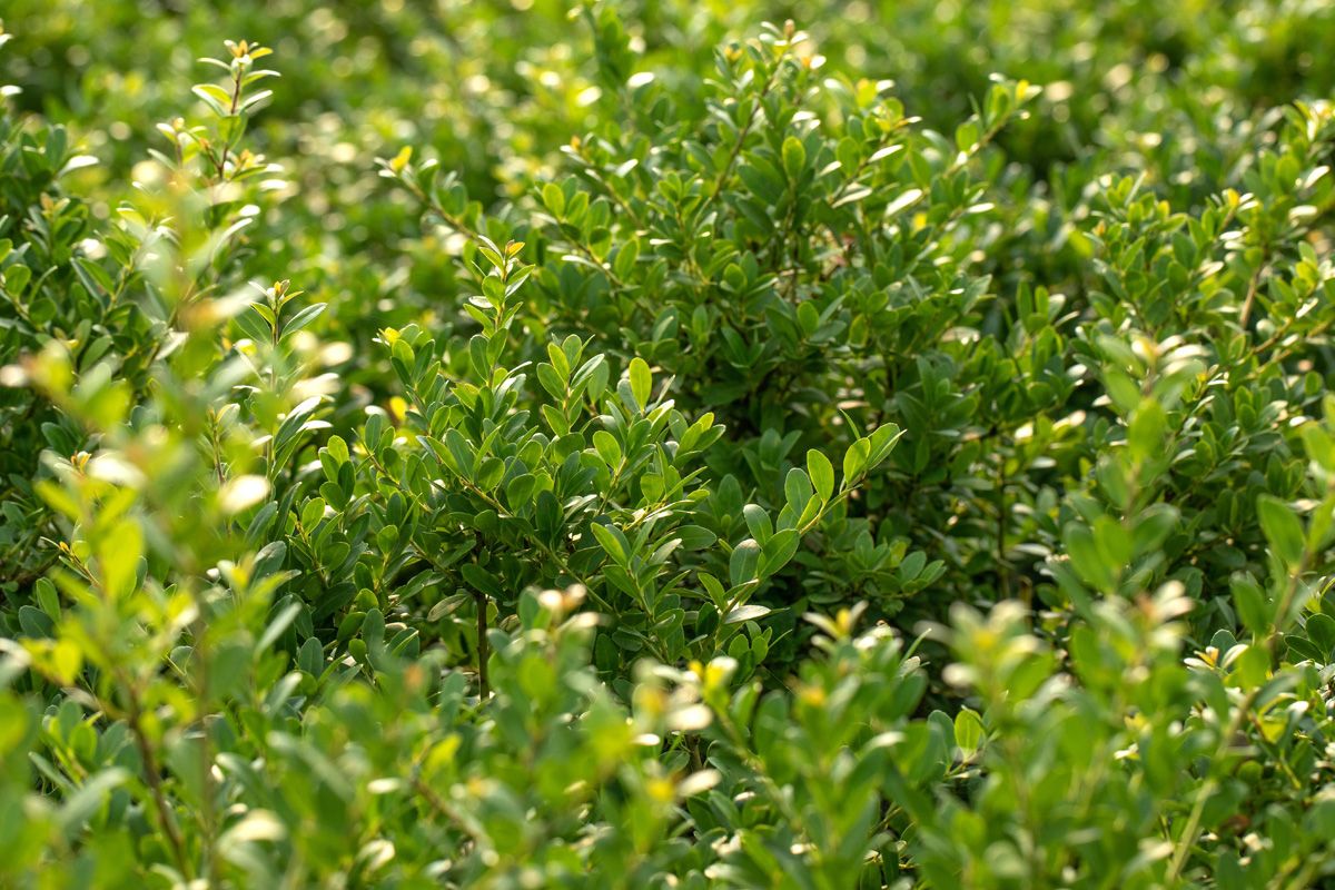 Stechpalme Dark Green
