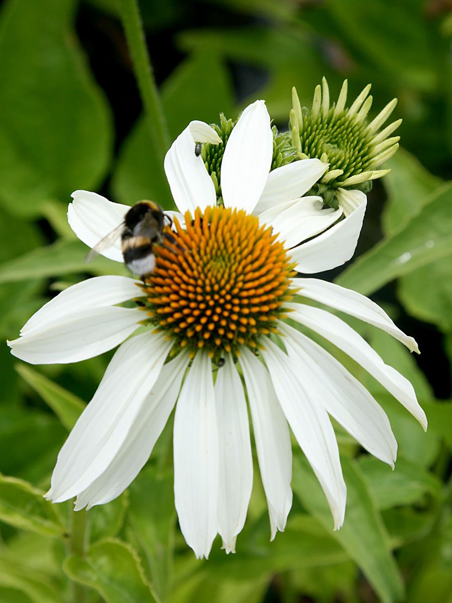 Sonnenhut Alba Sonnenhut Alba