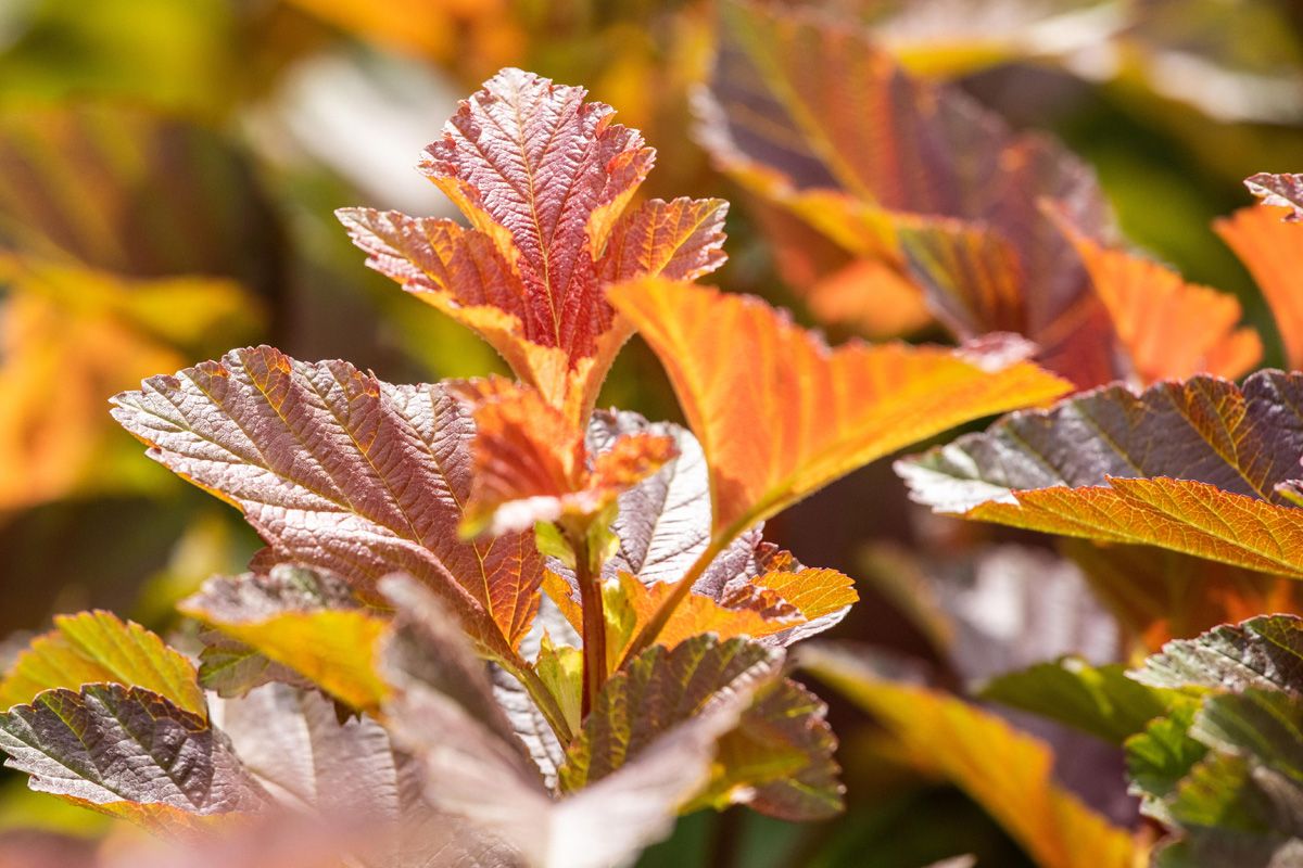 Blasenspiere Amber Jubilee®