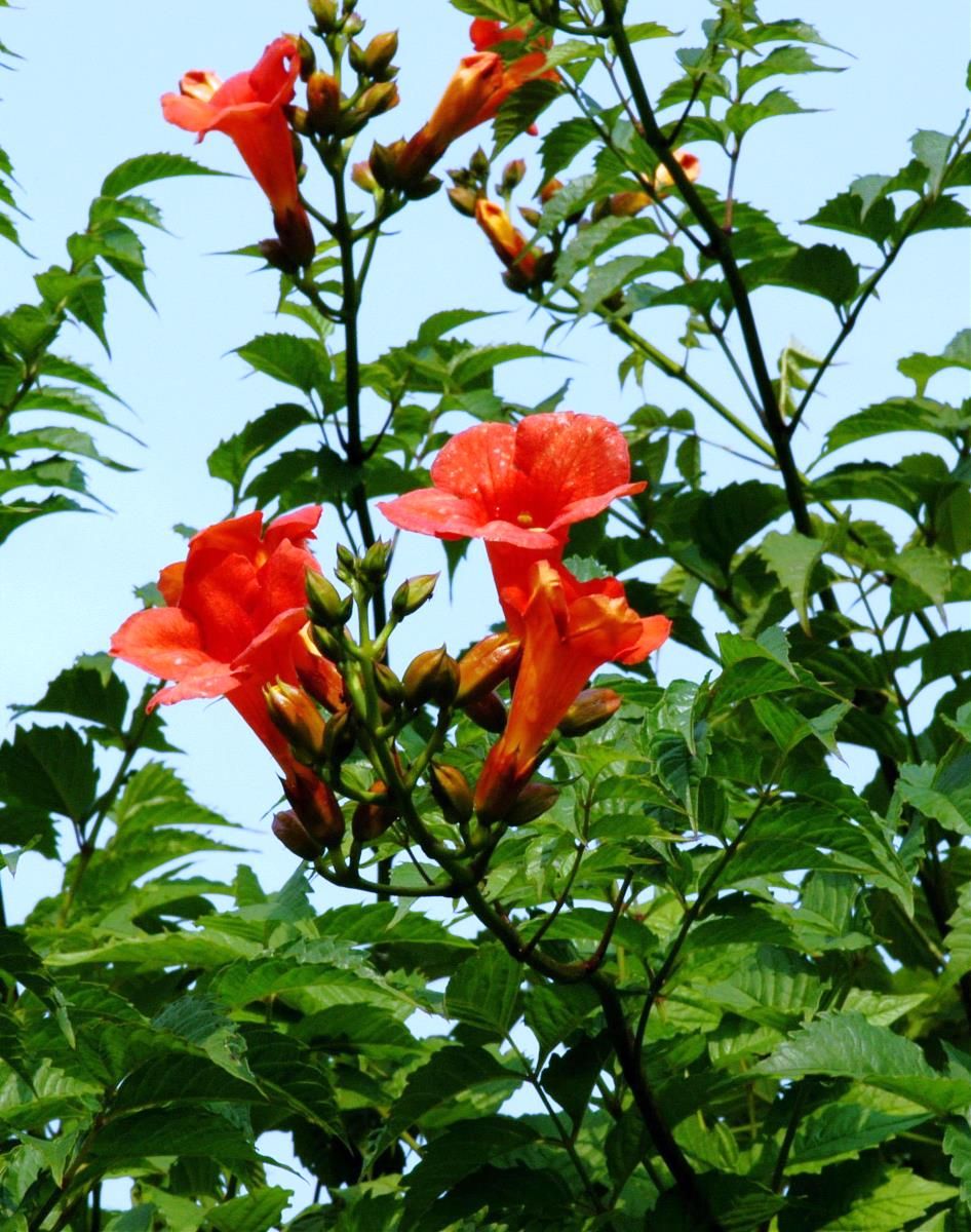 Trompetenblume Stromboli