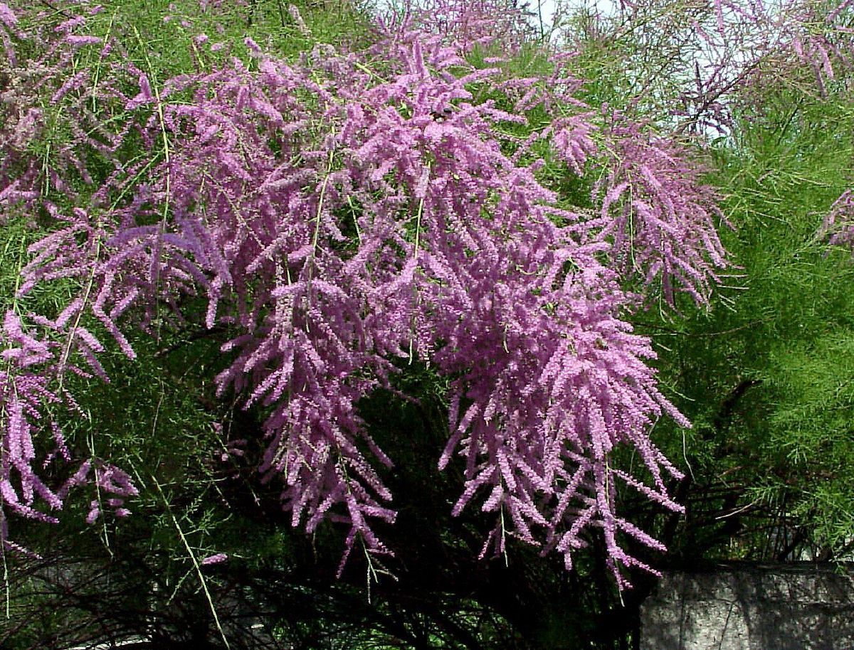 Sommertamariske Pink Cascade