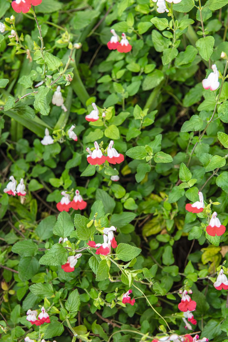 Zier-Salbei Hot Lips