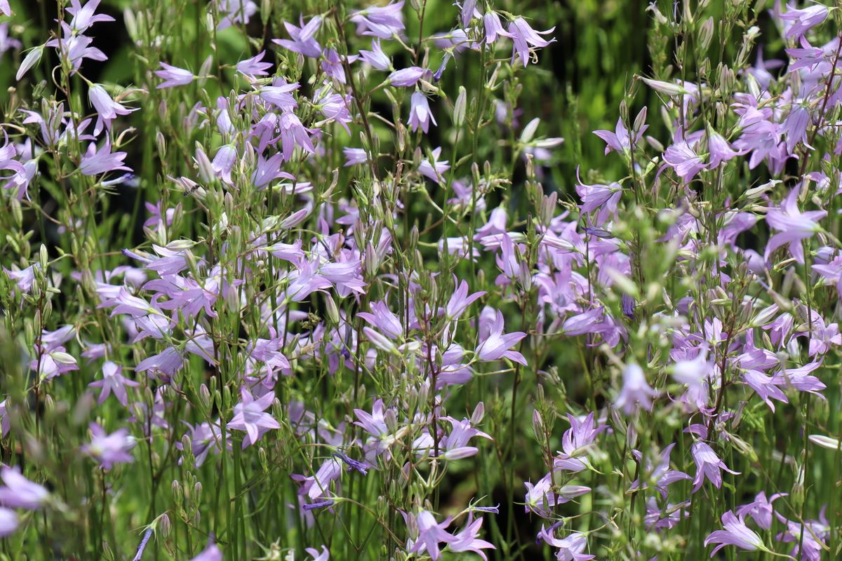 Rapunzelglockenblume
