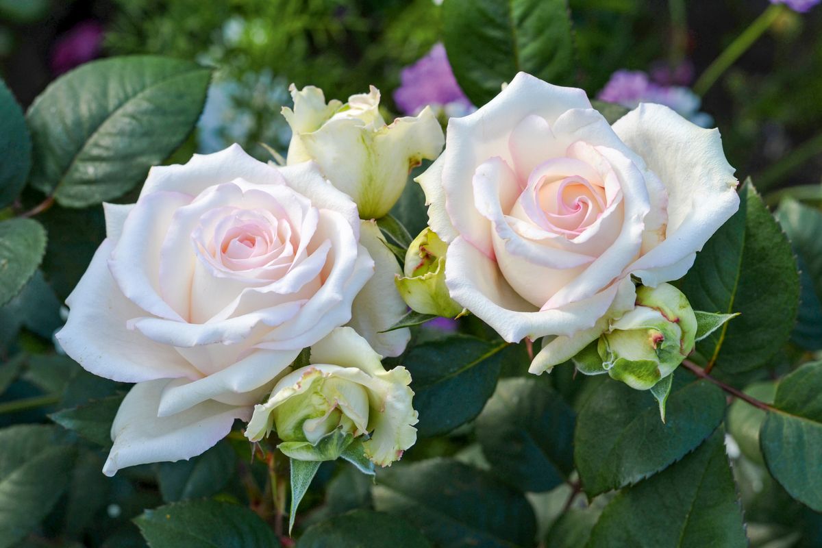 Certina® Edelrose