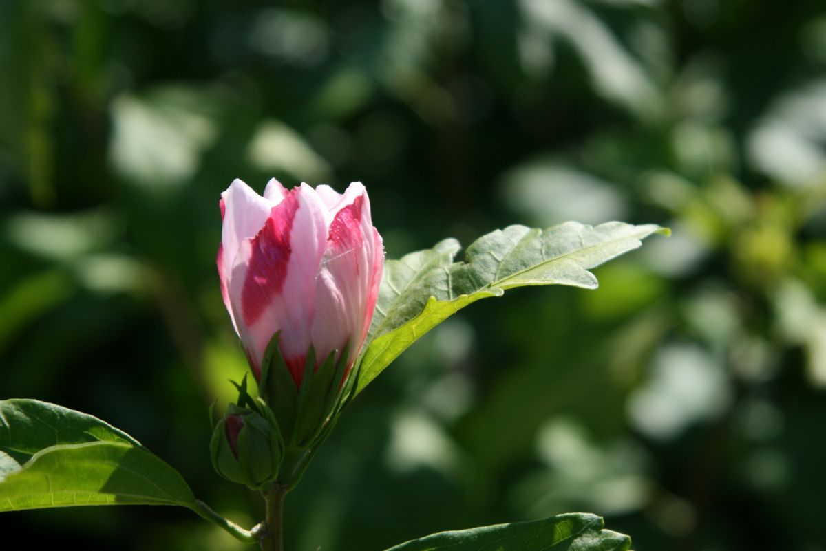 Hibiskus Hamabo