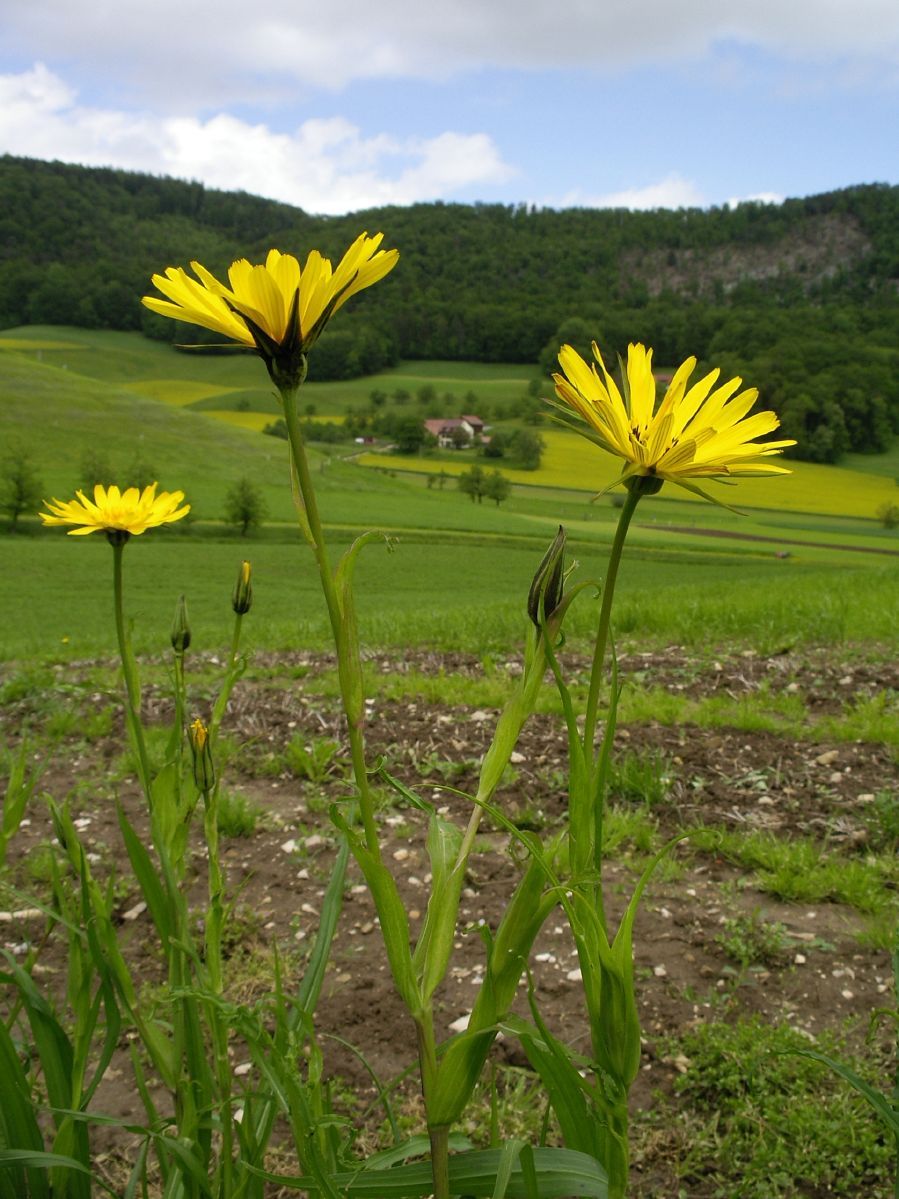 Östlicher Wiesenbocksbart