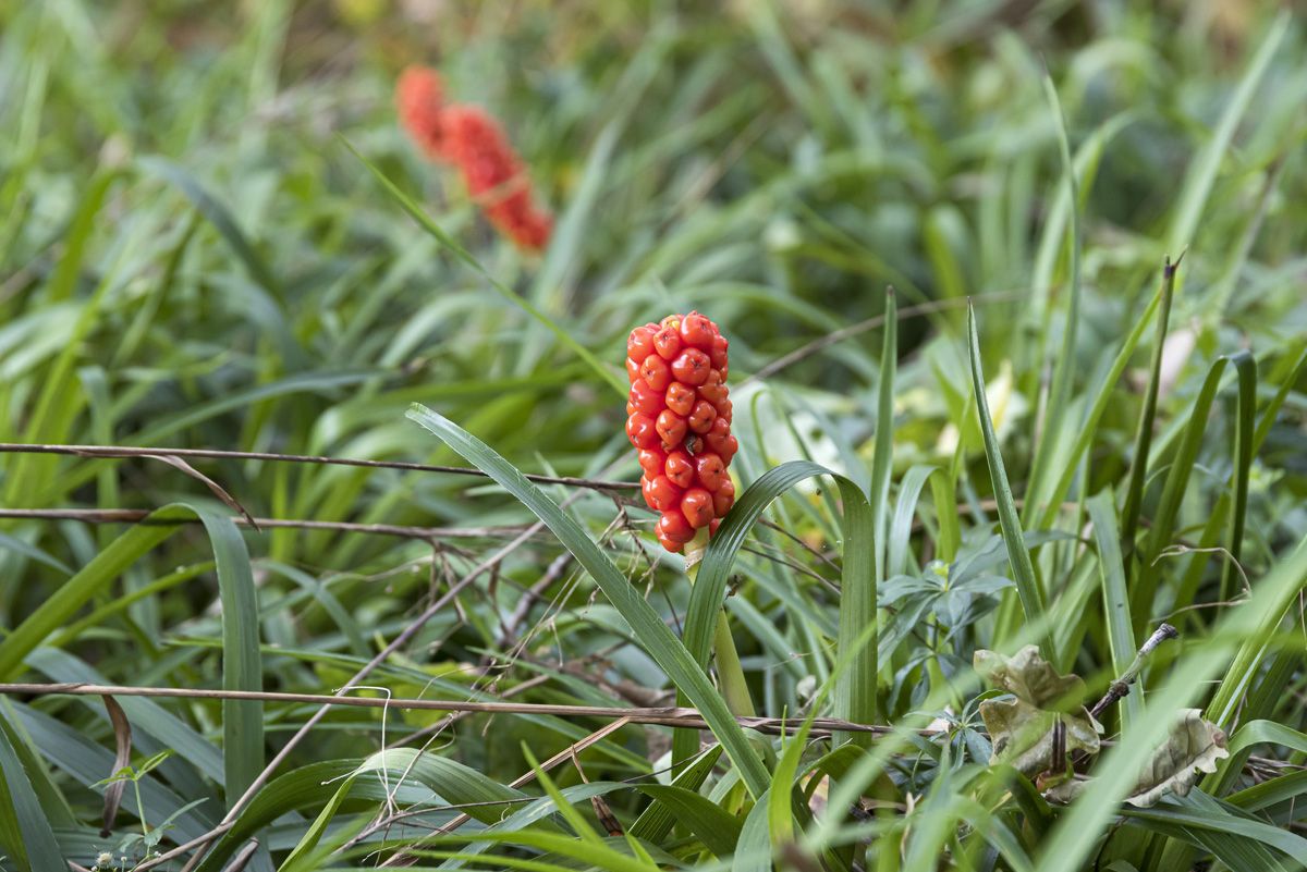 Italienischer Aronstab Italienischer Aronstab