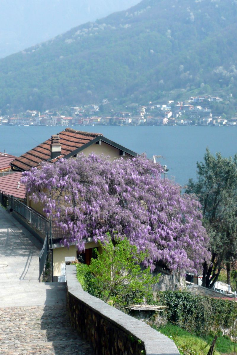 Glyzine, Blauregen