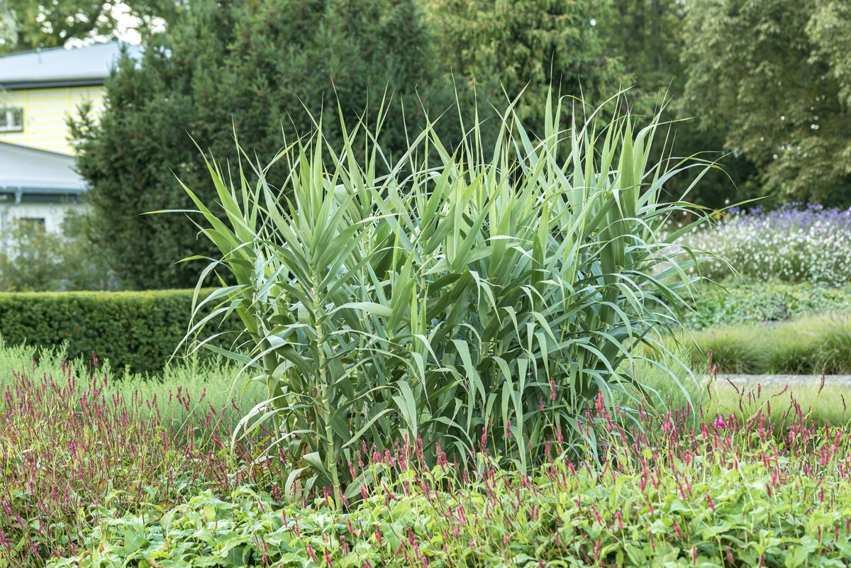Riesenschilf, Pfahlrohr Riesenschilf, Pfahlrohr