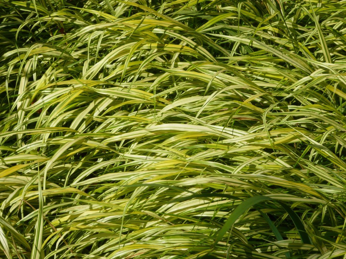 Gelbbuntes Hakonegras Aureola Gelbbuntes Hakonegras Aureola