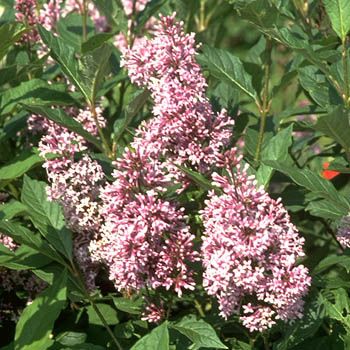 Ungarischer Flieder Ungarischer Flieder