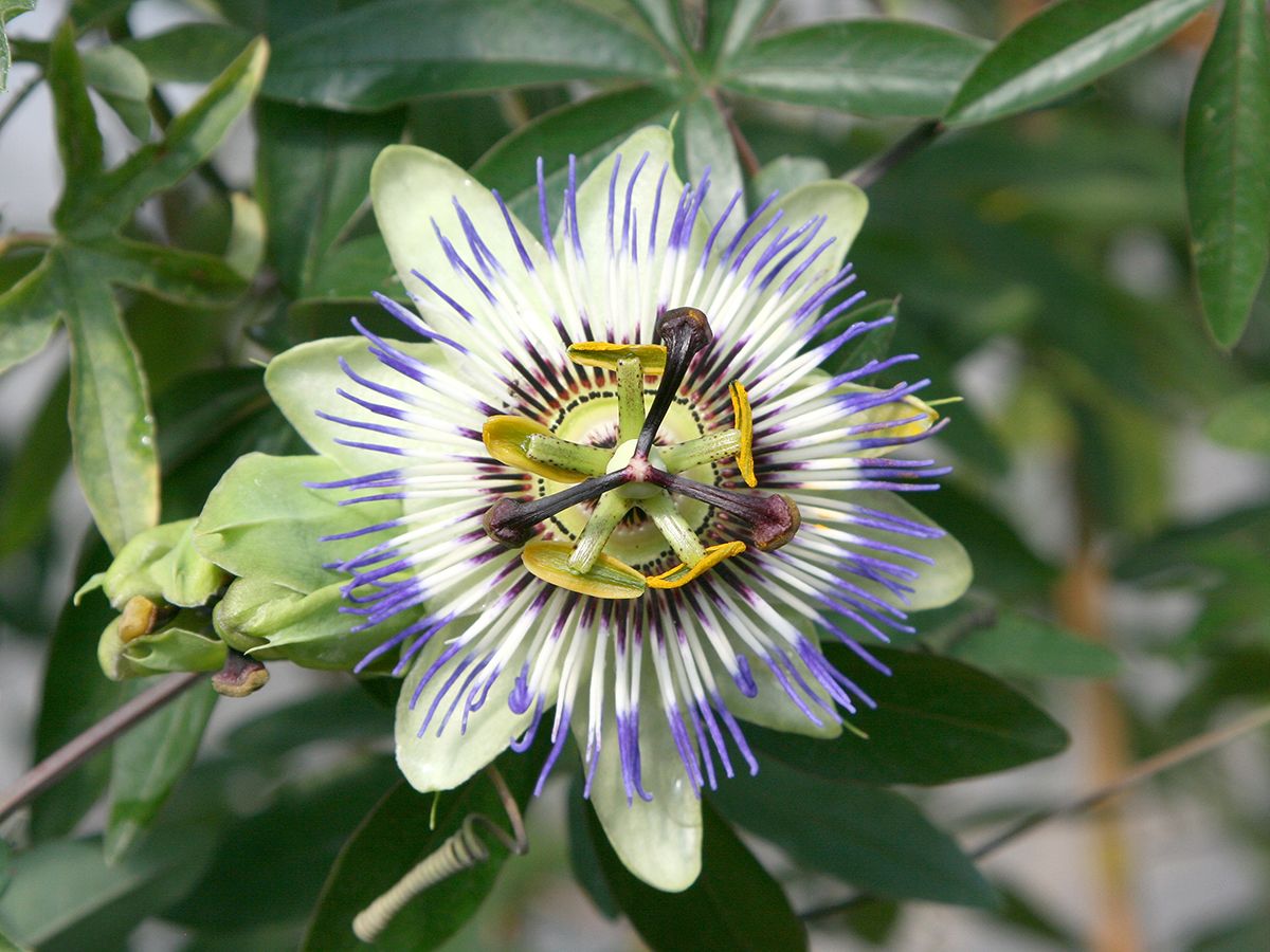 Blaue Passionsblume Blaue Passionsblume
