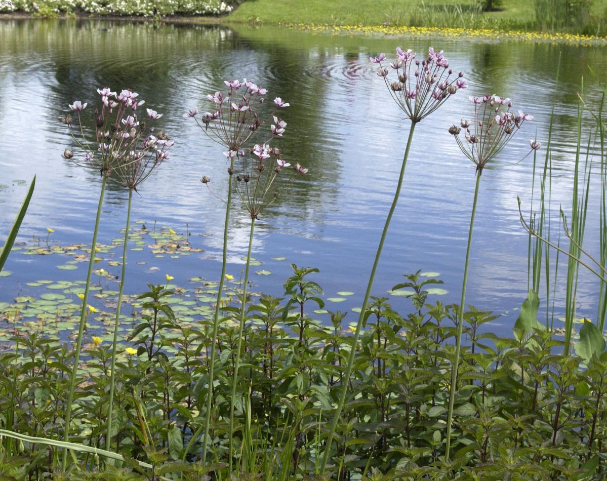 Blumenbinse, Schwanenblume