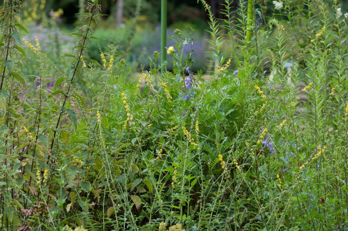Kleiner Odermennig Kleiner Odermennig