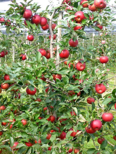 Ladina Apfel Ladina Apfel