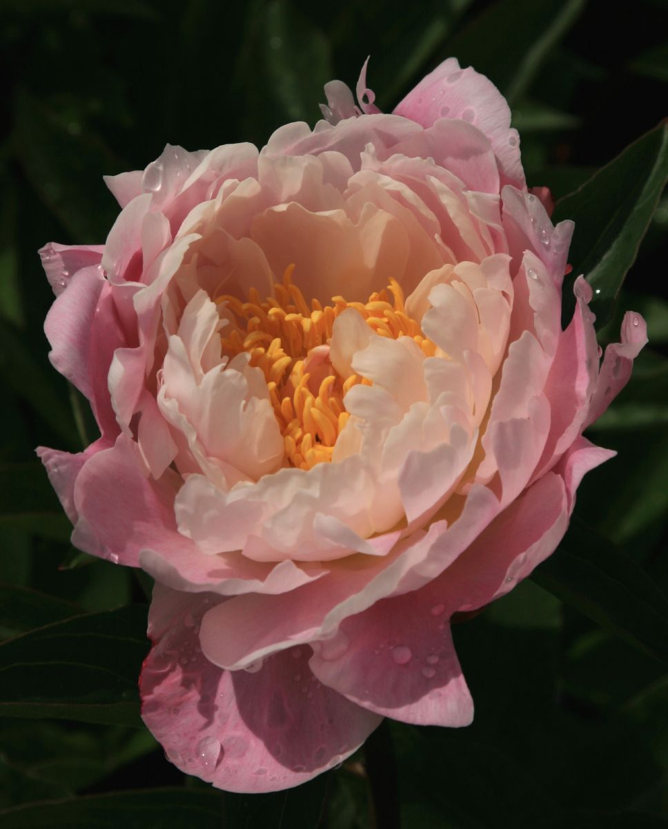 Pfingstrose Catharina Fontijn