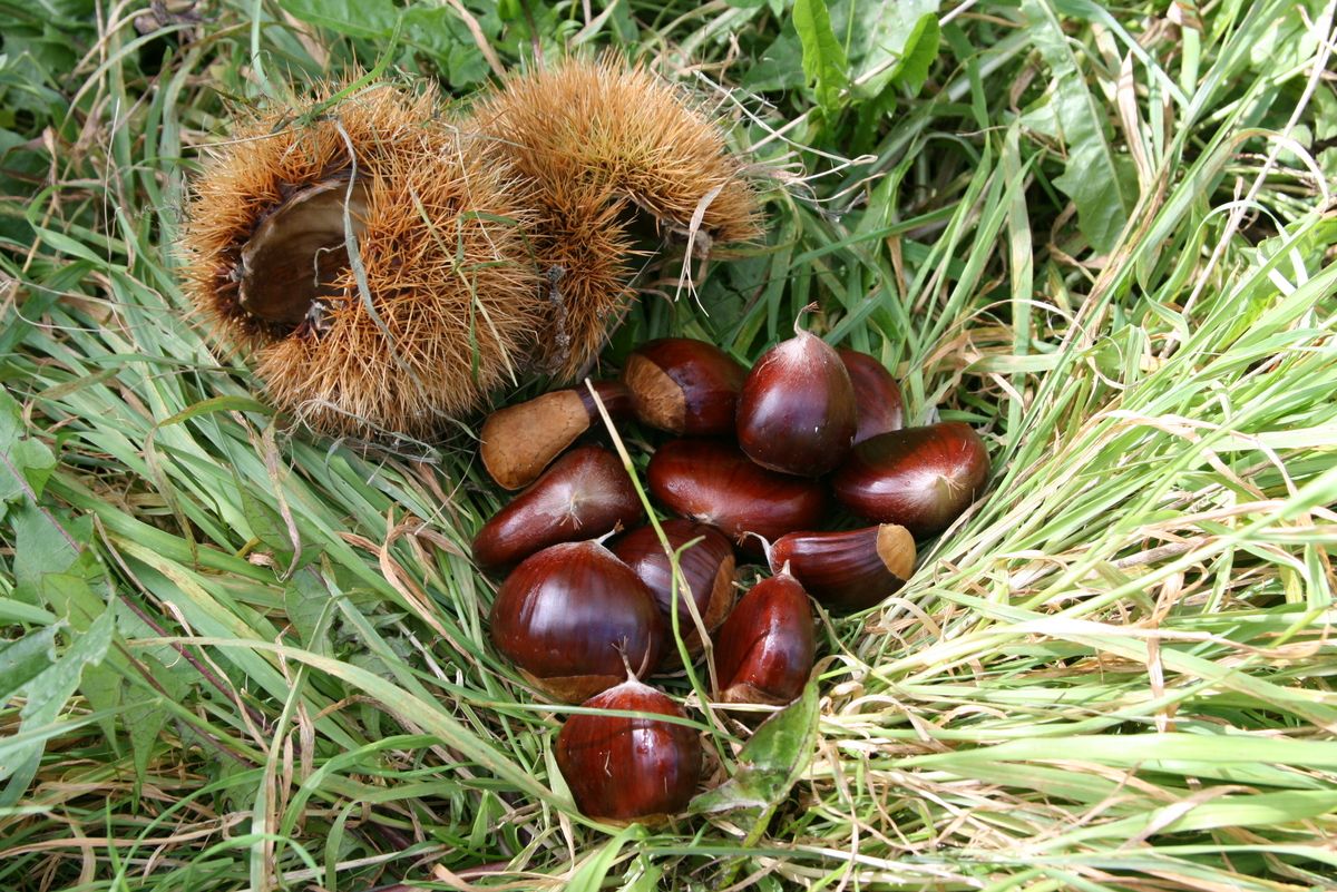 Edelkastanie, Marroni Ecker 1