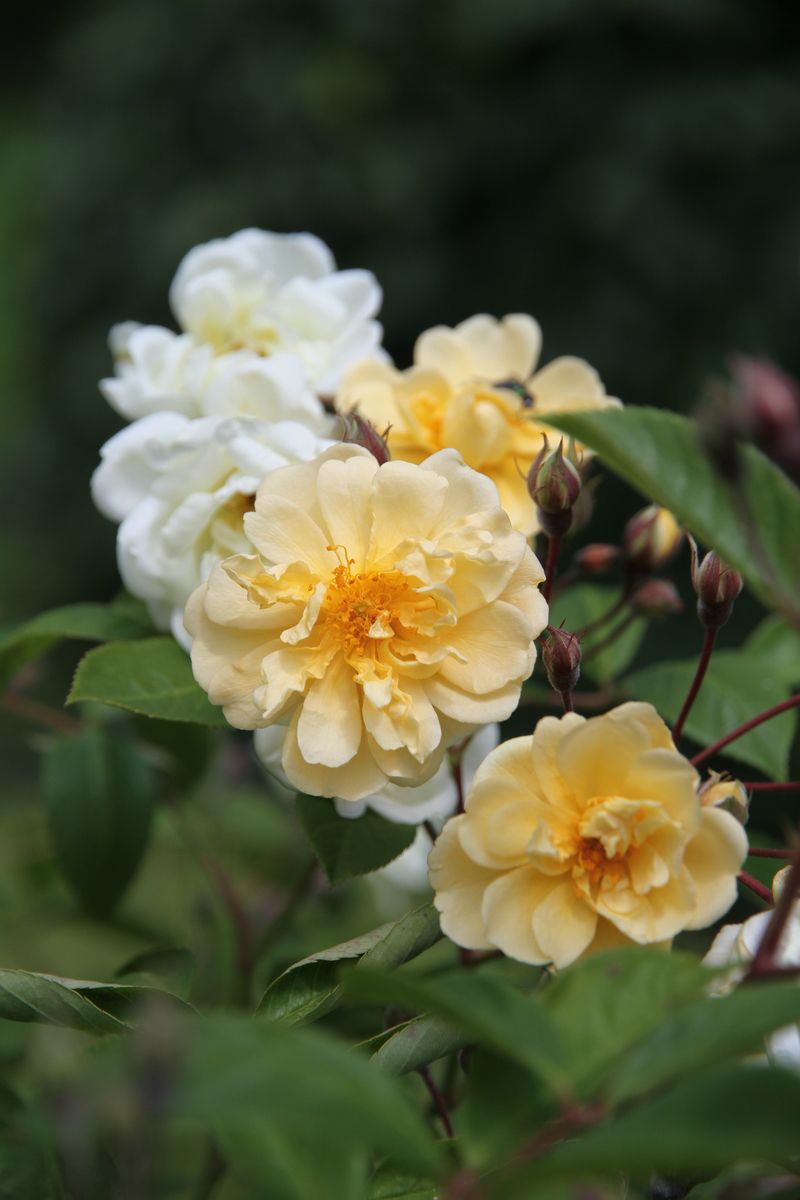 Christine Hélène Mini-Kletterrose