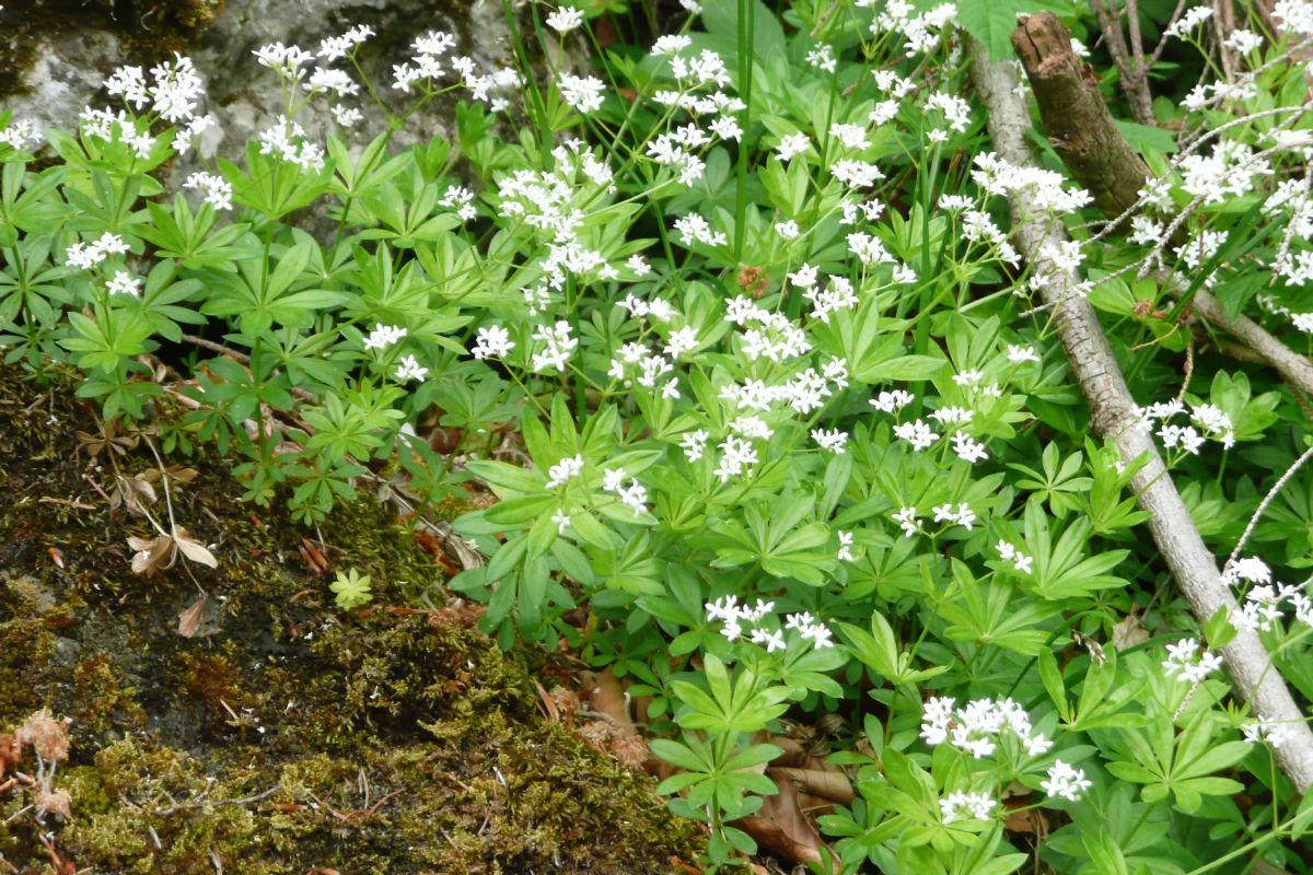Waldmeister