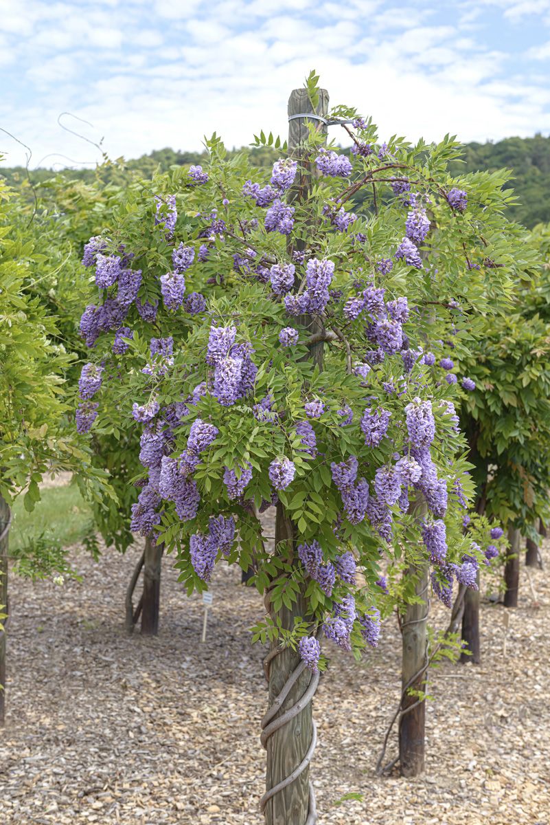 Amerikanischer Blauregen Amethyst Falls® Amerikanischer Blauregen Amethyst Falls®