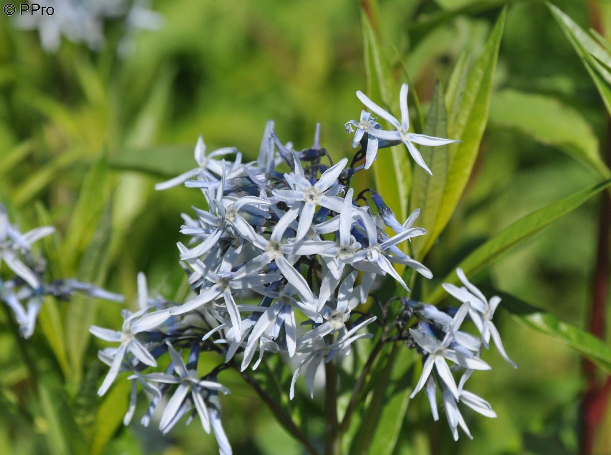 Blausternbusch