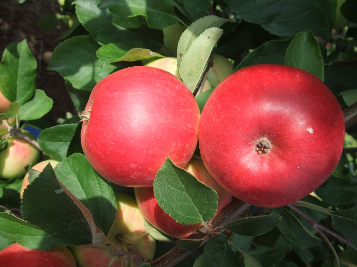 Reglindis Apfel
