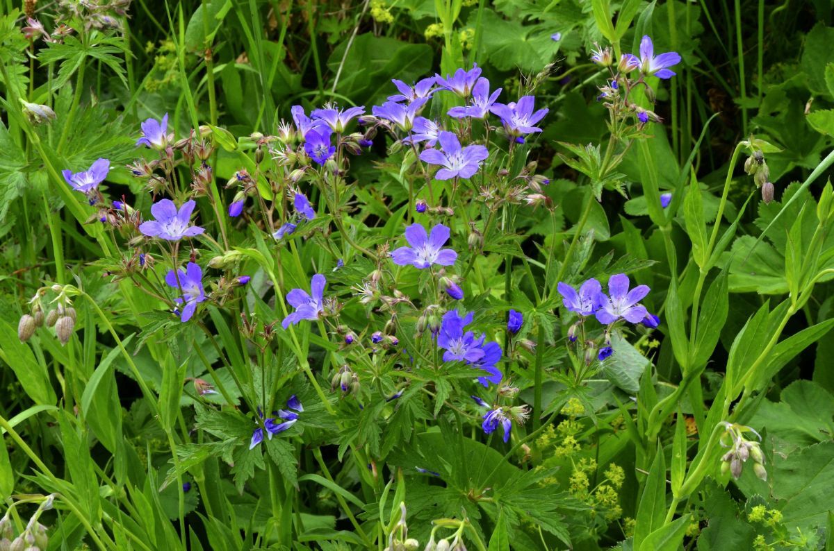 Wiesenstorchschnabel Wiesenstorchschnabel