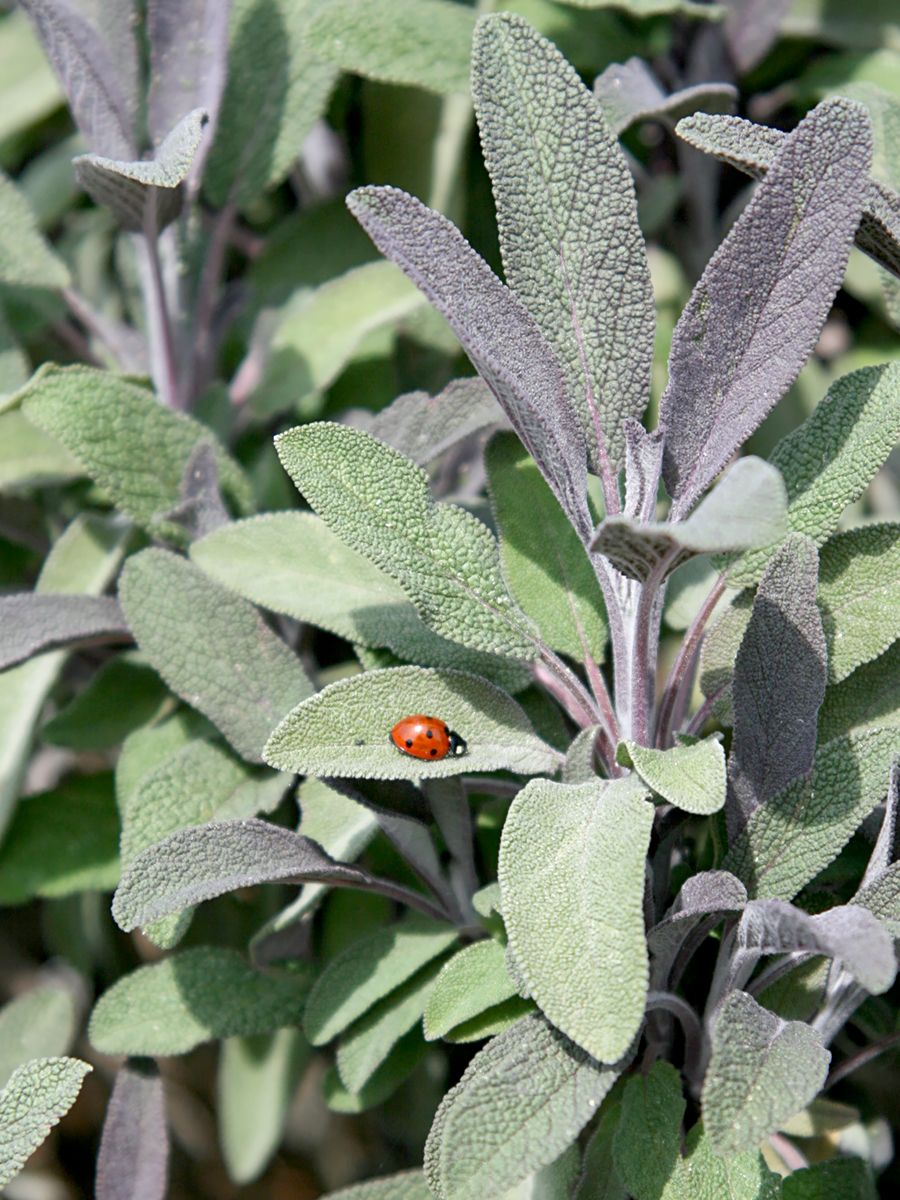 Rotblättriger Salbei Purpurascens