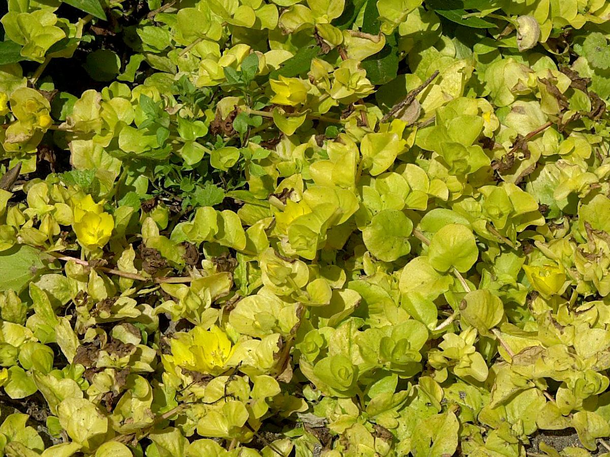 Pfennigkraut Aurea