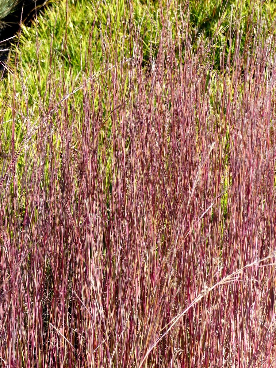 Felssteppen Bartgras Präriesommer