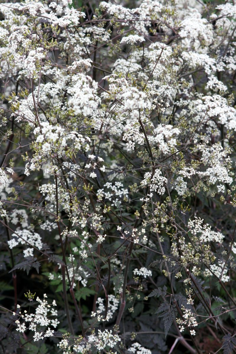 Roter Wiesenkerbel Ravenswing Roter Wiesenkerbel Ravenswing