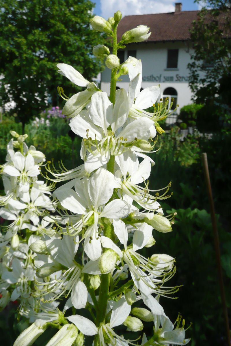 Diptam Albiflorus