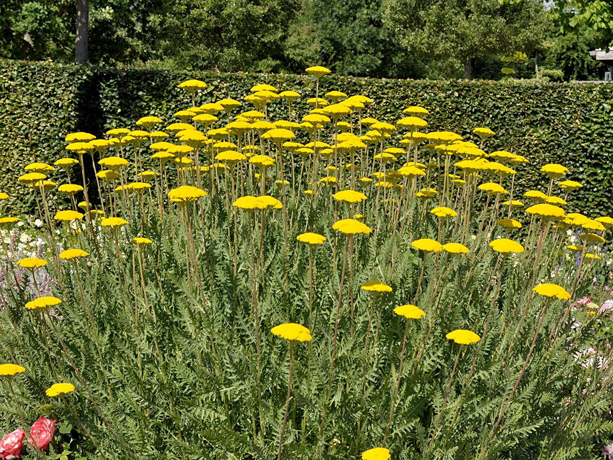 Schafgarbe, Goldgarbe Parker's Variety Schafgarbe, Goldgarbe Parker's Variety