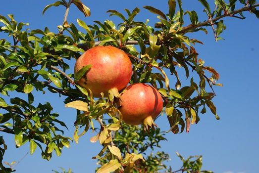 Granatapfel Granatapfel