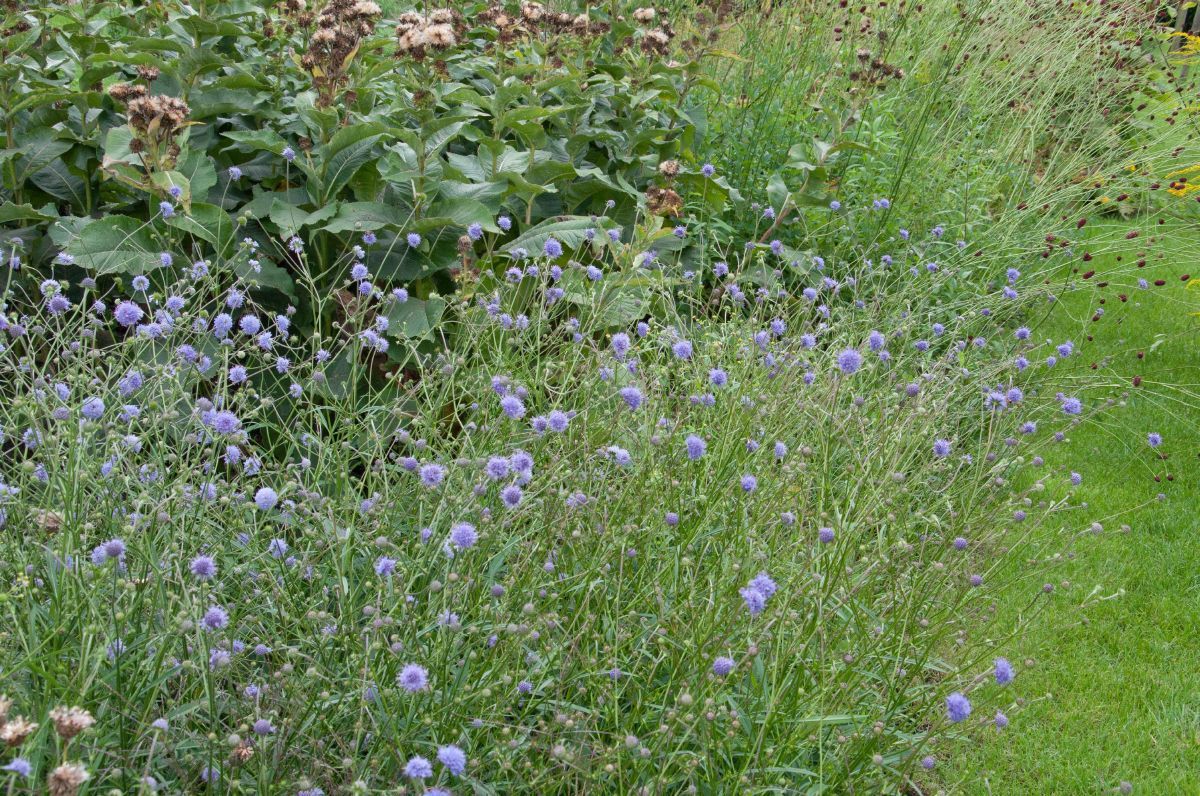 Gewöhnlicher Teufelsabbiss Gewöhnlicher Teufelsabbiss