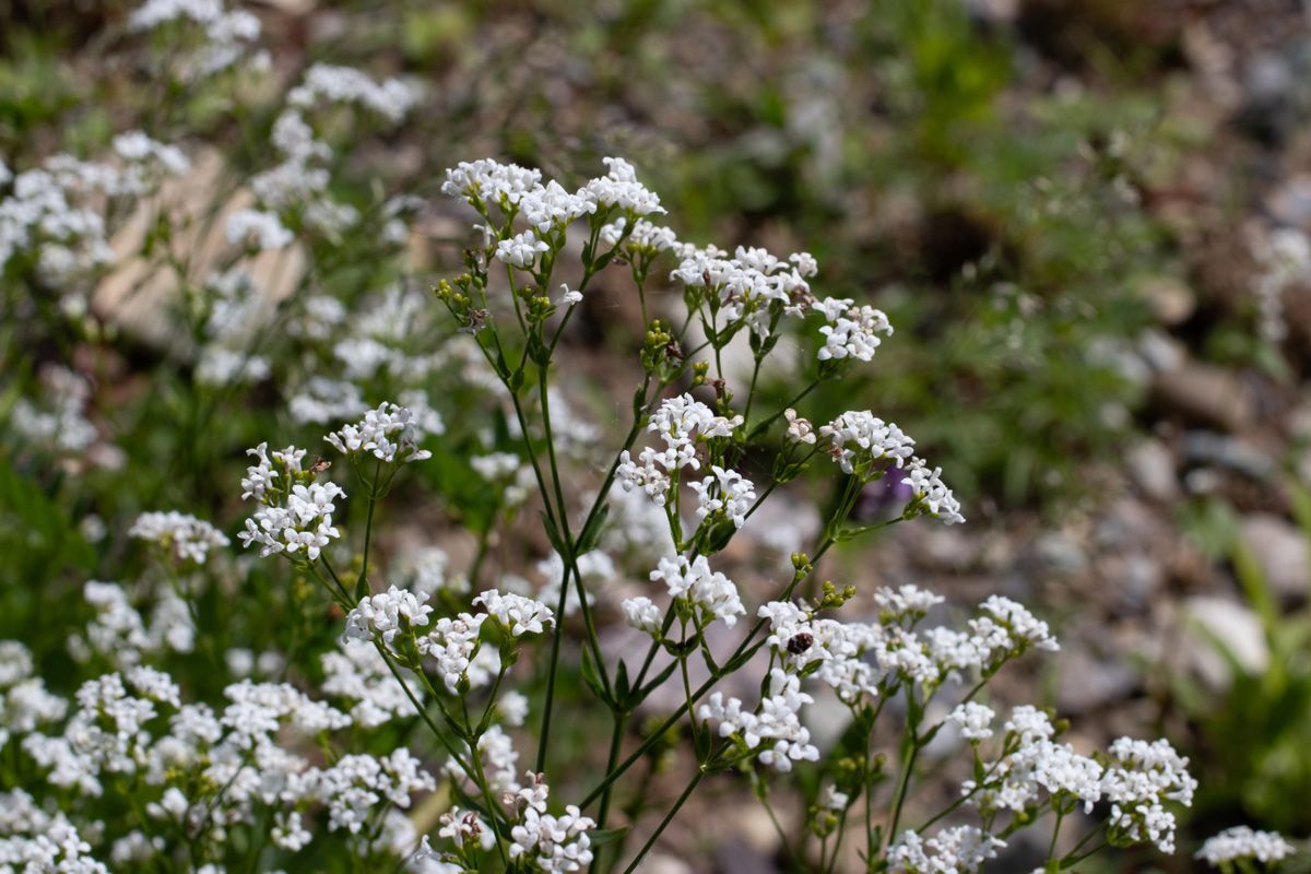 Färberwaldmeister Färberwaldmeister