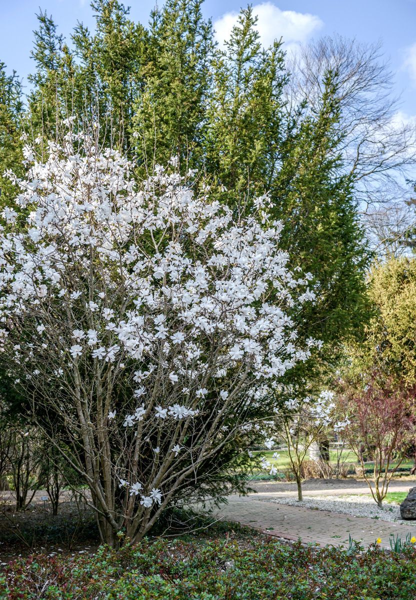 Baumartige Sternmagnolie Merrill Baumartige Sternmagnolie Merrill