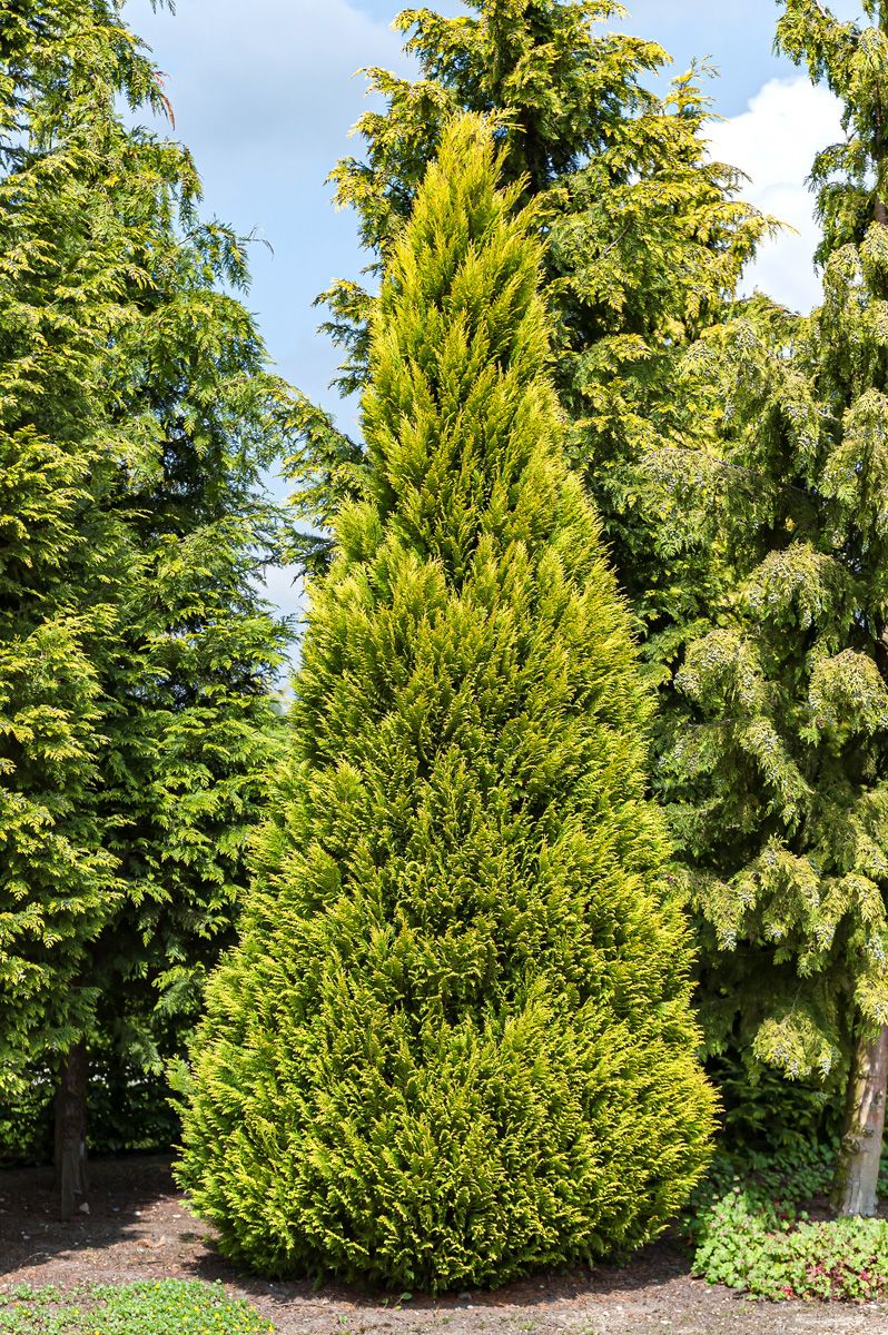 Goldscheinzypresse Erecta Aurea Goldscheinzypresse Erecta Aurea