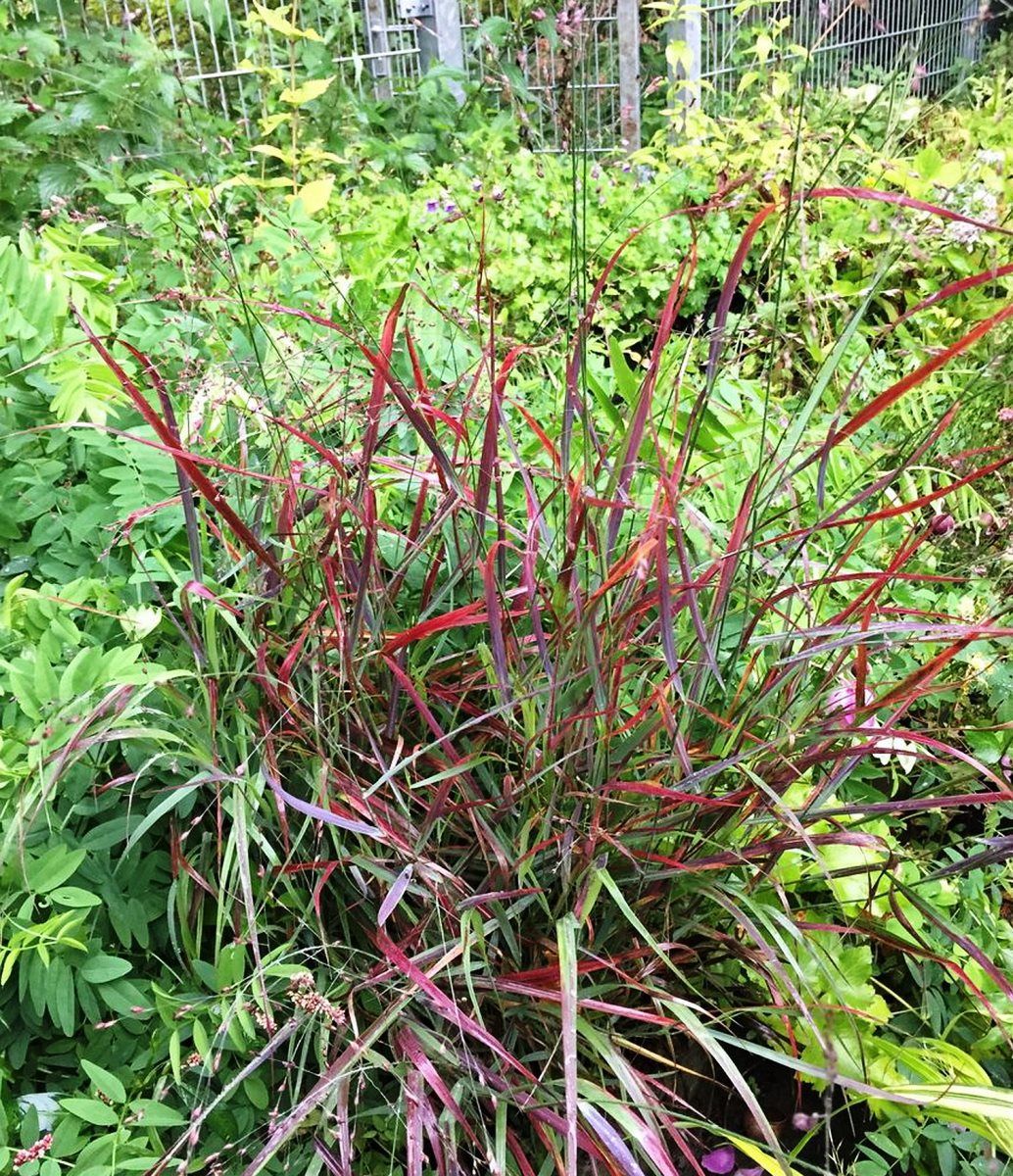 Rutenhirse Cheyenne Sky Rutenhirse Cheyenne Sky